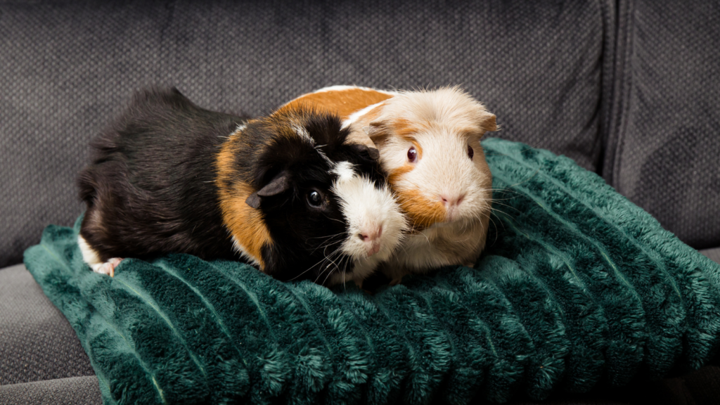 Two guinea hot sale pigs