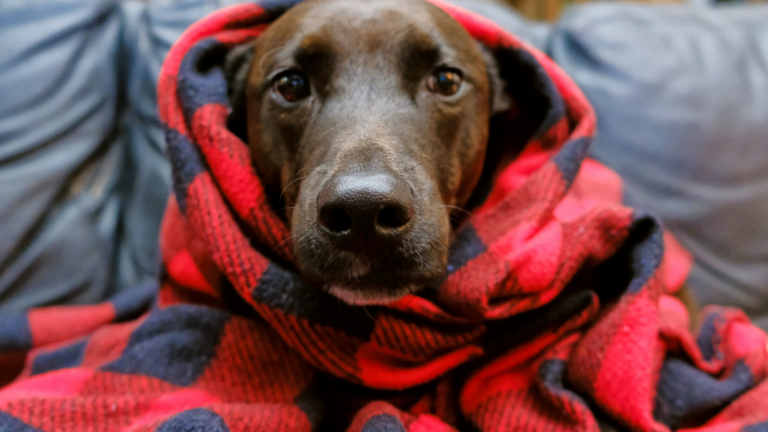 Keeping Your Pets Safe and Calm During Fireworks - Toronto Humane Society