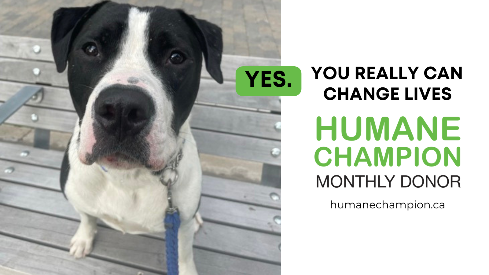 A successful story from our Humane Champion program