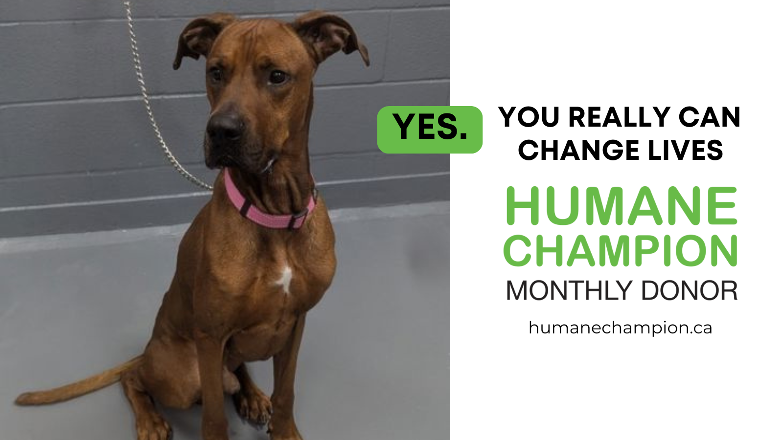 A successful story from our Humane Champion program