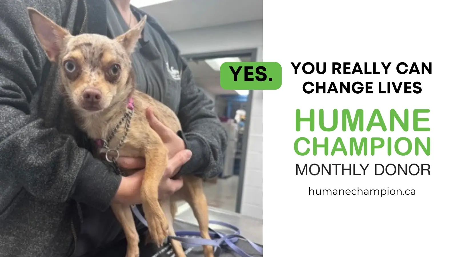 A successful story from our Humane Champion program