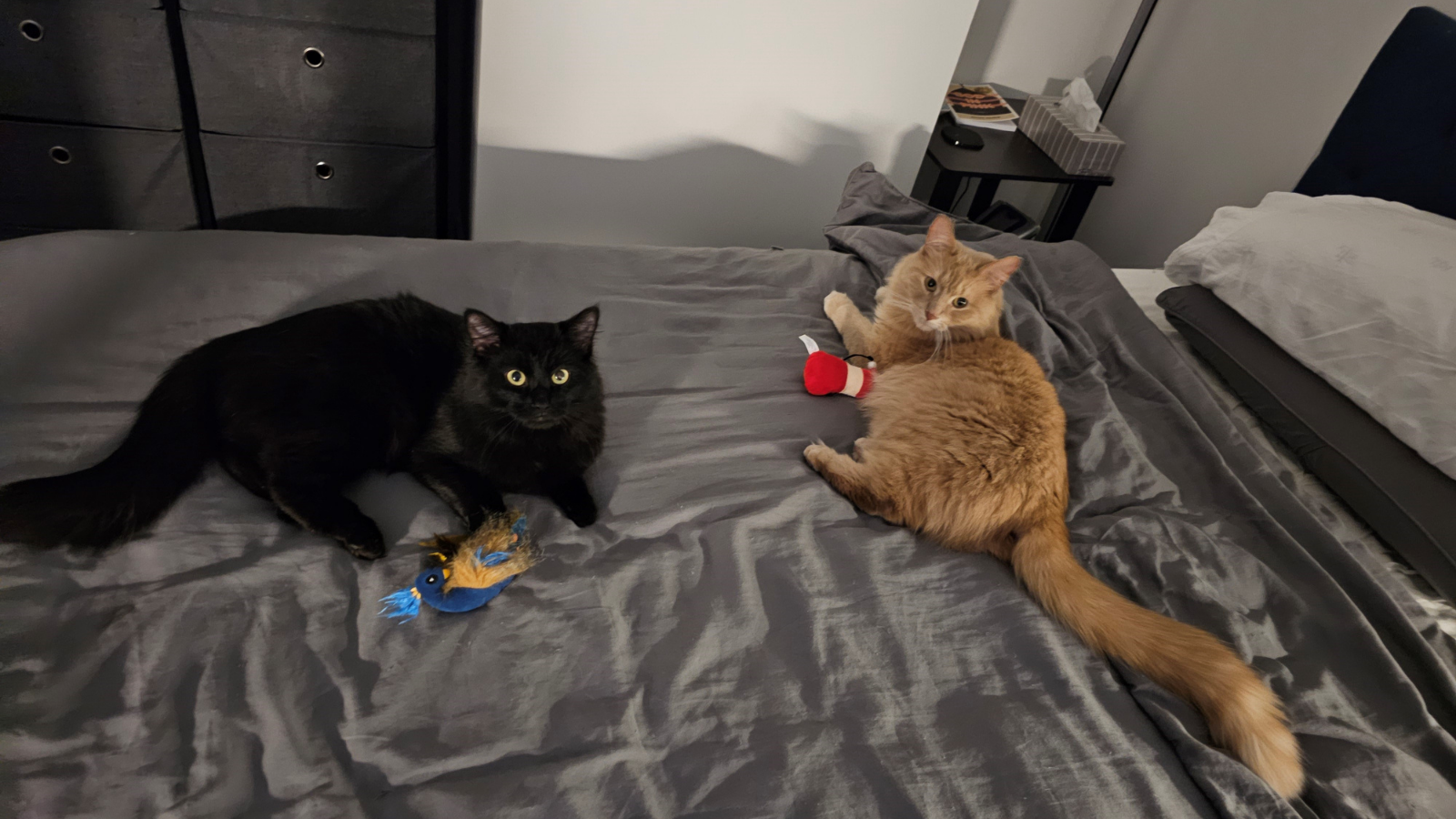 Adoption Story from Toronto Humane Society